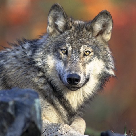 Wolfi
