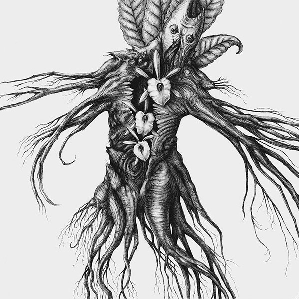Mandragora